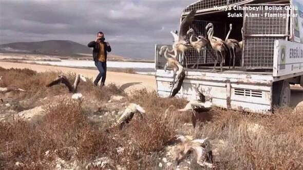 20 yavru flamingoyu satamadan yakalandı