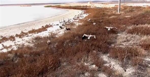 20 yavru flamingoyu satamadan yakalandı