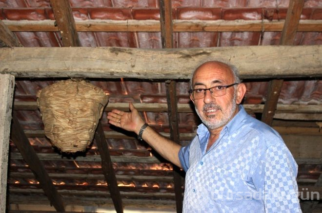 Evinin çatısında buldu!