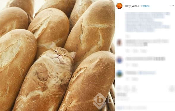 Her yer kedi!