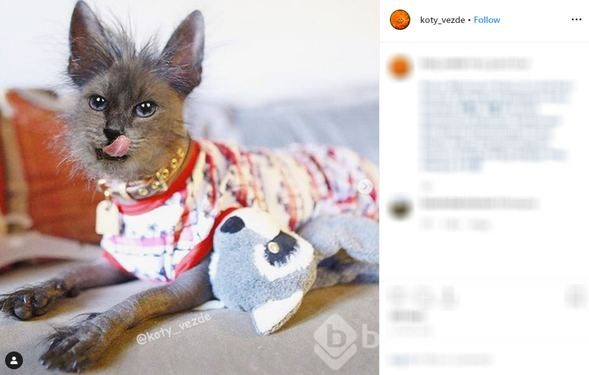 Her yer kedi!