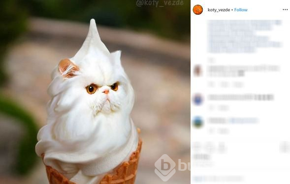 Her yer kedi!