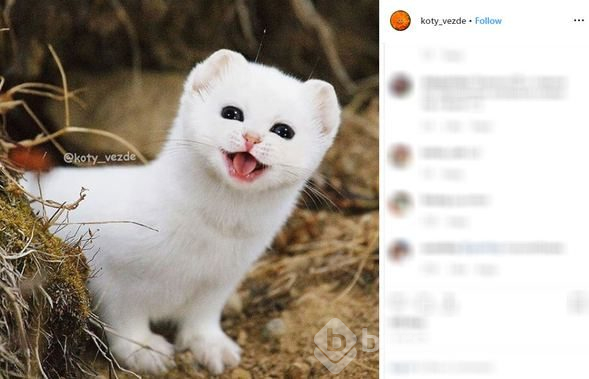 Her yer kedi!