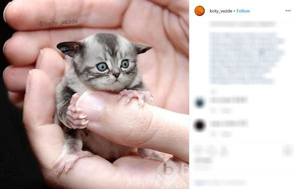Her yer kedi!