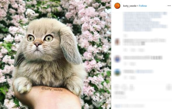 Her yer kedi!