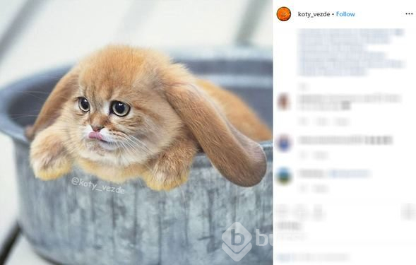Her yer kedi!