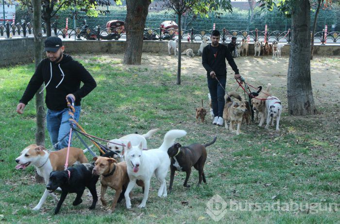 Köpekleri gezdiriyor, ayda 5-6 bin lira kazanıyorlar...
