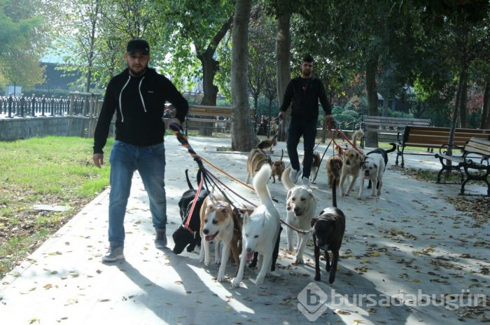 Köpekleri gezdiriyor, ayda 5-6 bin lira kazanıyorlar...
