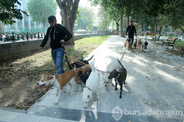 Köpekleri gezdiriyor, ayda 5-6 bin lira kazanıyorlar...
