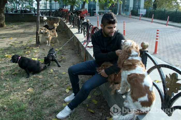 Köpekleri gezdiriyor, ayda 5-6 bin lira kazanıyorlar...
