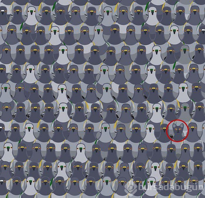 Dikkat testi: Fotoğraftaki farkları bulun