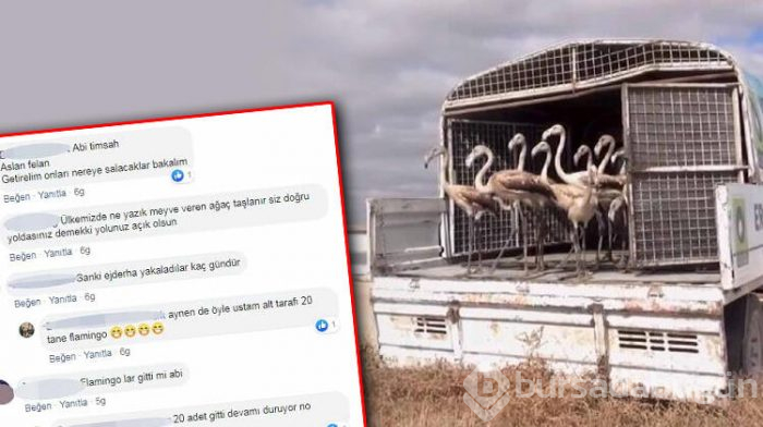 Flamingo satarken yakalanmıştı!