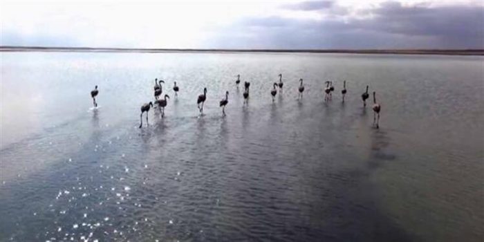 Flamingo satarken yakalanmıştı!