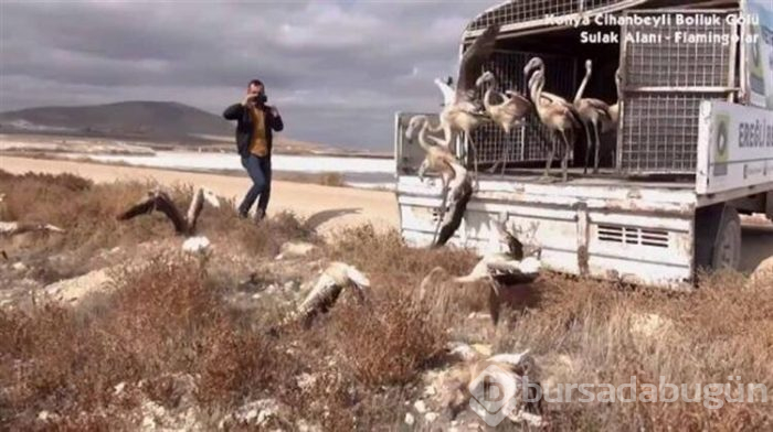 Flamingo satarken yakalanmıştı!