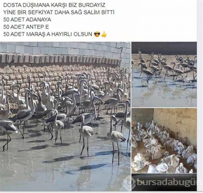 Flamingo satarken yakalanmıştı!