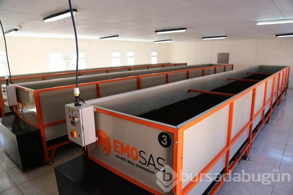 Solucanlar kozmetikte kullanılacak!