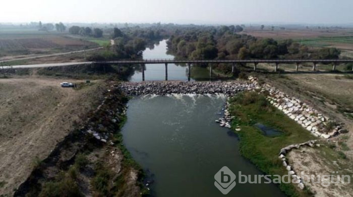 Bursa'da binlercesi ölü bulundu! Halk tedirgin...