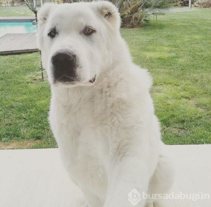 Volkan Demirel köpeğini kaybetti!
