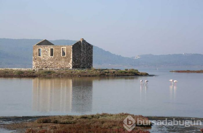 Tuzla Sulak Alanı'na flamingo akını!