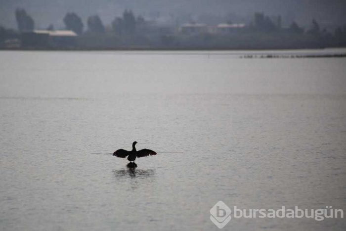 Tuzla Sulak Alanı'na flamingo akını!