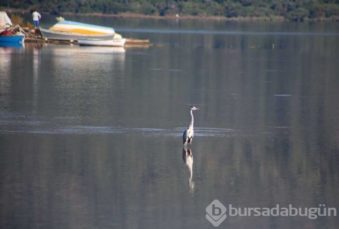 Tuzla Sulak Alanı'na flamingo akını!