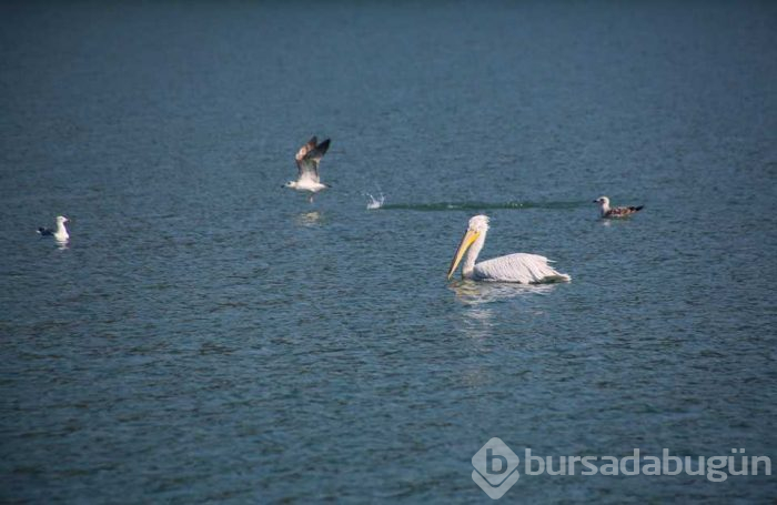Tuzla Sulak Alanı'na flamingo akını!