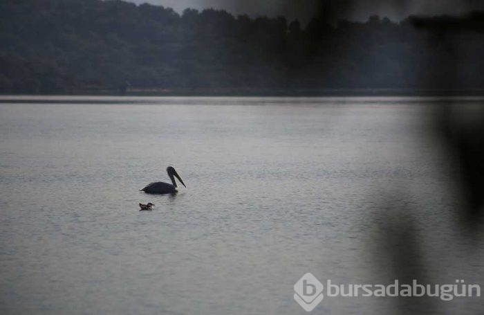 Tuzla Sulak Alanı'na flamingo akını!