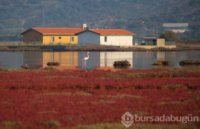 Tuzla Sulak Alanı'na flamingo akını!