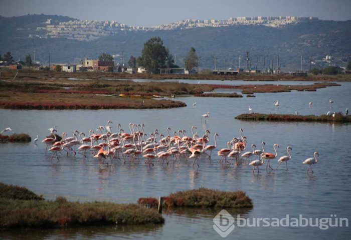 Tuzla Sulak Alanı'na flamingo akını!