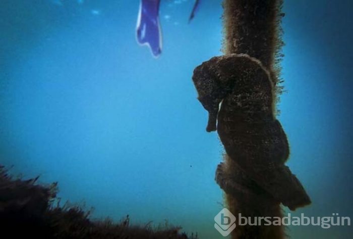 Keşif tutkunları için Olympos kenti