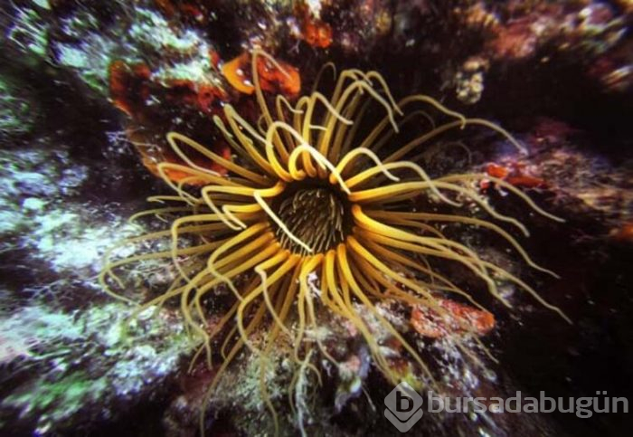 Keşif tutkunları için Olympos kenti