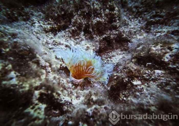 Keşif tutkunları için Olympos kenti
