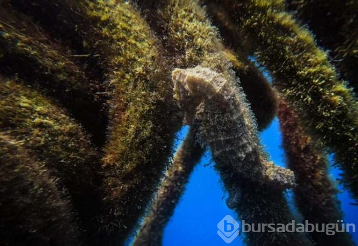 Keşif tutkunları için Olympos kenti