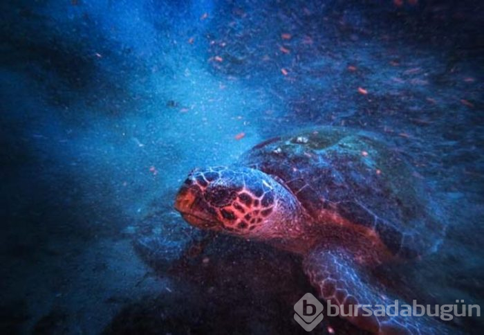 Keşif tutkunları için Olympos kenti
