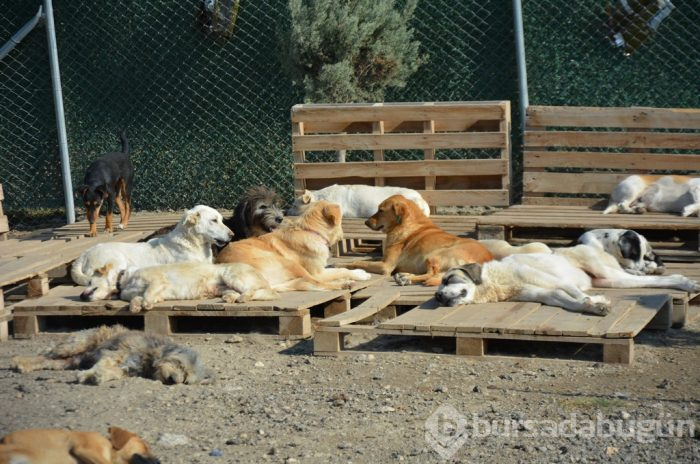Bursa'da yüzlercesi sokağa terk edildi	