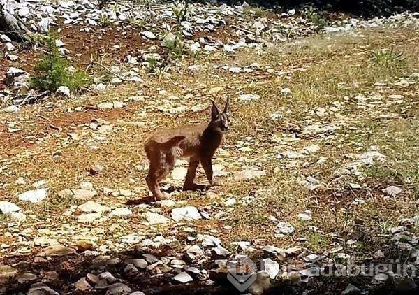 Türkiye'de yıllar sonra görüntülendi!
