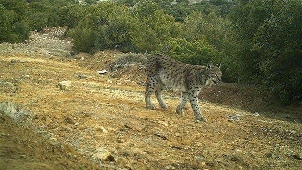 Türkiye'de yıllar sonra görüntülendi!