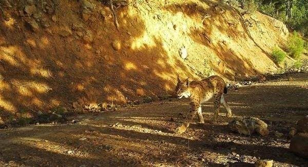 Türkiye'de yıllar sonra görüntülendi!