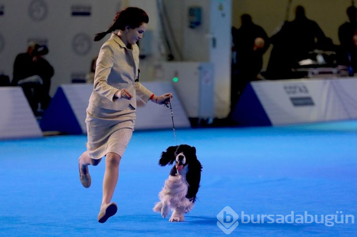 Köpek fuarına 34 ülkeden 9 bini aşkın köpek katıldı