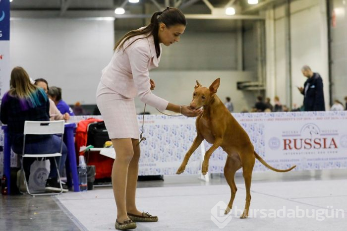 Köpek fuarına 34 ülkeden 9 bini aşkın köpek katıldı
