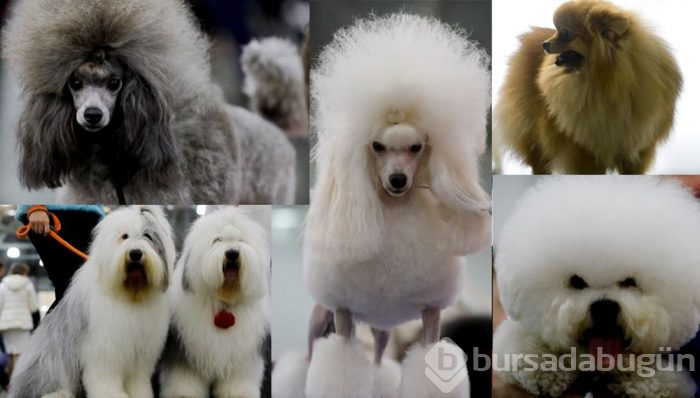 Köpek fuarına 34 ülkeden 9 bini aşkın köpek katıldı