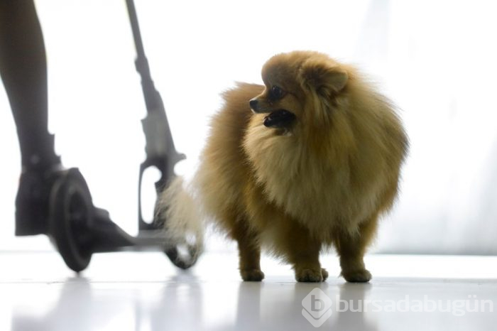 Köpek fuarına 34 ülkeden 9 bini aşkın köpek katıldı