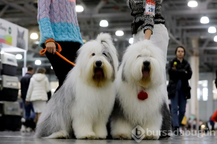 Köpek fuarına 34 ülkeden 9 bini aşkın köpek katıldı