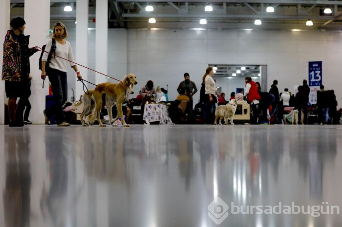 Köpek fuarına 34 ülkeden 9 bini aşkın köpek katıldı