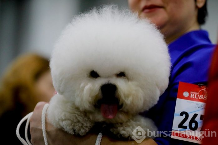 Köpek fuarına 34 ülkeden 9 bini aşkın köpek katıldı