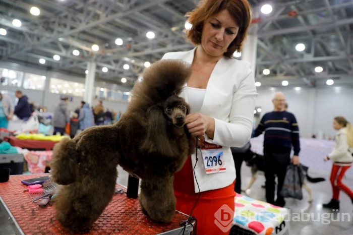 Köpek fuarına 34 ülkeden 9 bini aşkın köpek katıldı