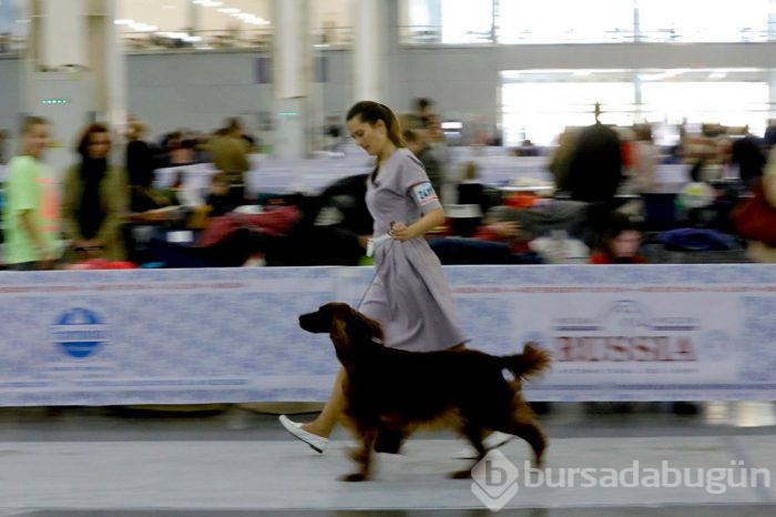Köpek fuarına 34 ülkeden 9 bini aşkın köpek katıldı