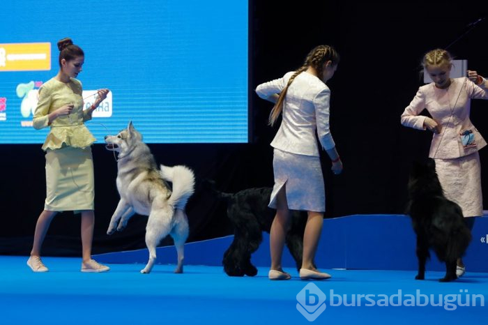 Köpek fuarına 34 ülkeden 9 bini aşkın köpek katıldı