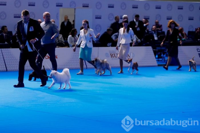 Köpek fuarına 34 ülkeden 9 bini aşkın köpek katıldı