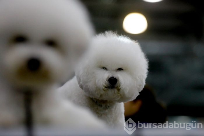 Köpek fuarına 34 ülkeden 9 bini aşkın köpek katıldı